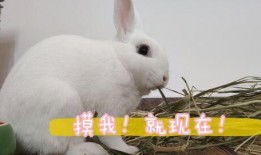 兔子日常爆料视频大全最新,揭秘萌宠生活点滴